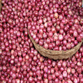 2020 New Crop Fresh Red Onion Price for Qatar